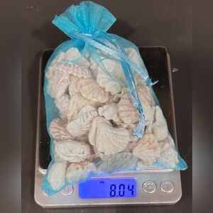 8oz Bag of Kitten Paw Seashells from Sanibel Island, Florida
